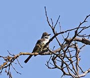 Picture/image of Ash-throated Flycatcher