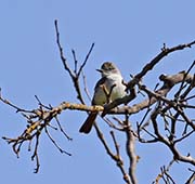 Picture/image of Ash-throated Flycatcher