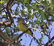 Picture/image of Western Tanager