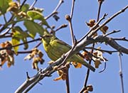 Picture/image of Wilson's Warbler