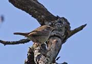 Picture/image of House Wren