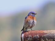 Picture/image of Western Bluebird