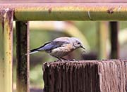 Picture/image of Western Bluebird