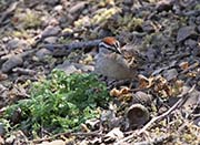 Picture/image of Chipping Sparrow