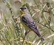 Picture/image of Lesser Goldfinch