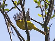 Picture/image of Wilson's Warbler