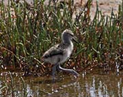 Picture/image of American Avocet