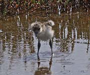 Picture/image of American Avocet