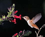 Picture/image of Allen's Hummingbird
