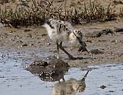Picture/image of American Avocet