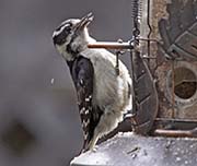 Picture/image of Hairy Woodpecker