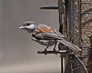 Picture/image of Chestnut-backed Chickadee