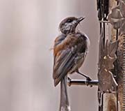 Picture/image of Chestnut-backed Chickadee