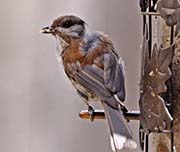 Picture/image of Chestnut-backed Chickadee