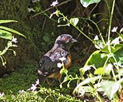 Picture/image of Spotted Towhee