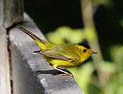 Wilson's Warbler