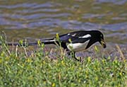 Picture/image of Yellow-billed Magpie