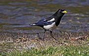 Picture/image of Yellow-billed Magpie