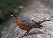 Picture/image of American Robin