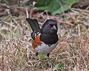 Picture/image of Spotted Towhee