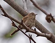 Picture/image of House Wren