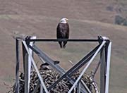Picture/image of Bald Eagle