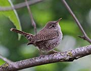 Picture/image of House Wren