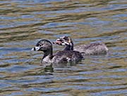 Picture/image of Pied-billed Grebe