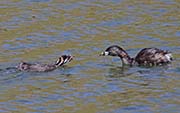 Picture/image of Pied-billed Grebe