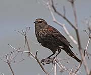 Picture/image of Red-winged Blackbird