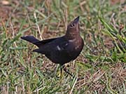 Picture/image of Brown-headed Cowbird
