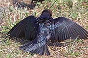 Picture/image of Brown-headed Cowbird