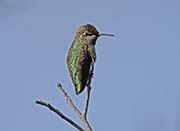 Picture/image of Anna's Hummingbird