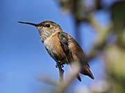 Picture/image of Allen's Hummingbird