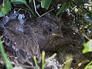 Picture/image of House Finch