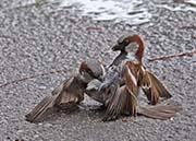 Picture/image of House Sparrow