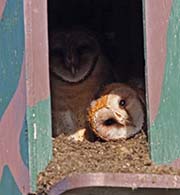 Picture/image of Barn Owl