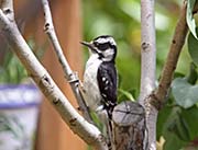 Picture/image of Hairy Woodpecker