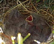 Picture/image of House Finch