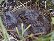 Picture/image of House Finch