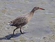 Picture/image of Ridgway's Rail