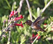 Picture/image of Allen's Hummingbird