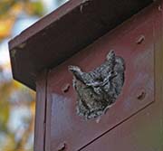 Picture/image of Western Screech Owl