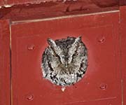 Picture/image of Western Screech Owl