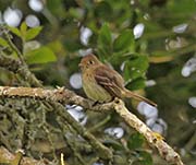 Picture/image of Pacific-slope Flycatcher
