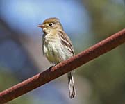 Picture/image of Pacific-slope Flycatcher
