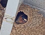 Picture/image of Cliff Swallow