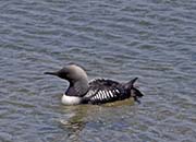 Picture/image of Pacific Loon