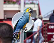 Picture/image of Blue-and-yellow Macaw