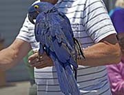 Picture/image of Hyacinth Macaw